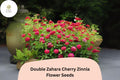Double Zahara Cherry Zinnia Seeds | Heat & Drought Tolerant