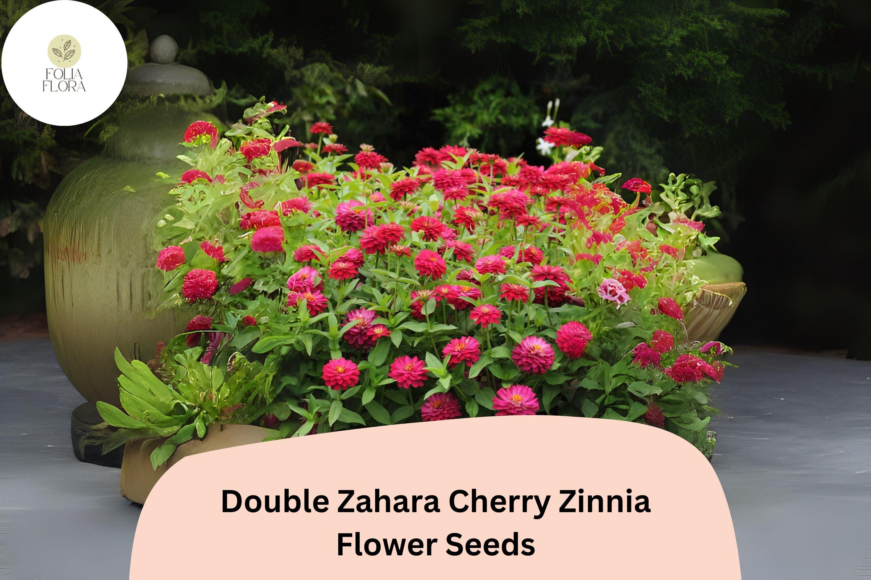 Double Zahara Cherry Zinnia Seeds | Heat & Drought Tolerant