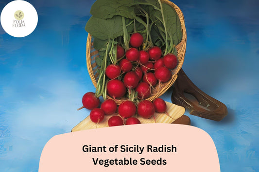 500+ Giant of Sicily Radish Seeds | Large Heirloom Radish Variety for Garden Planting