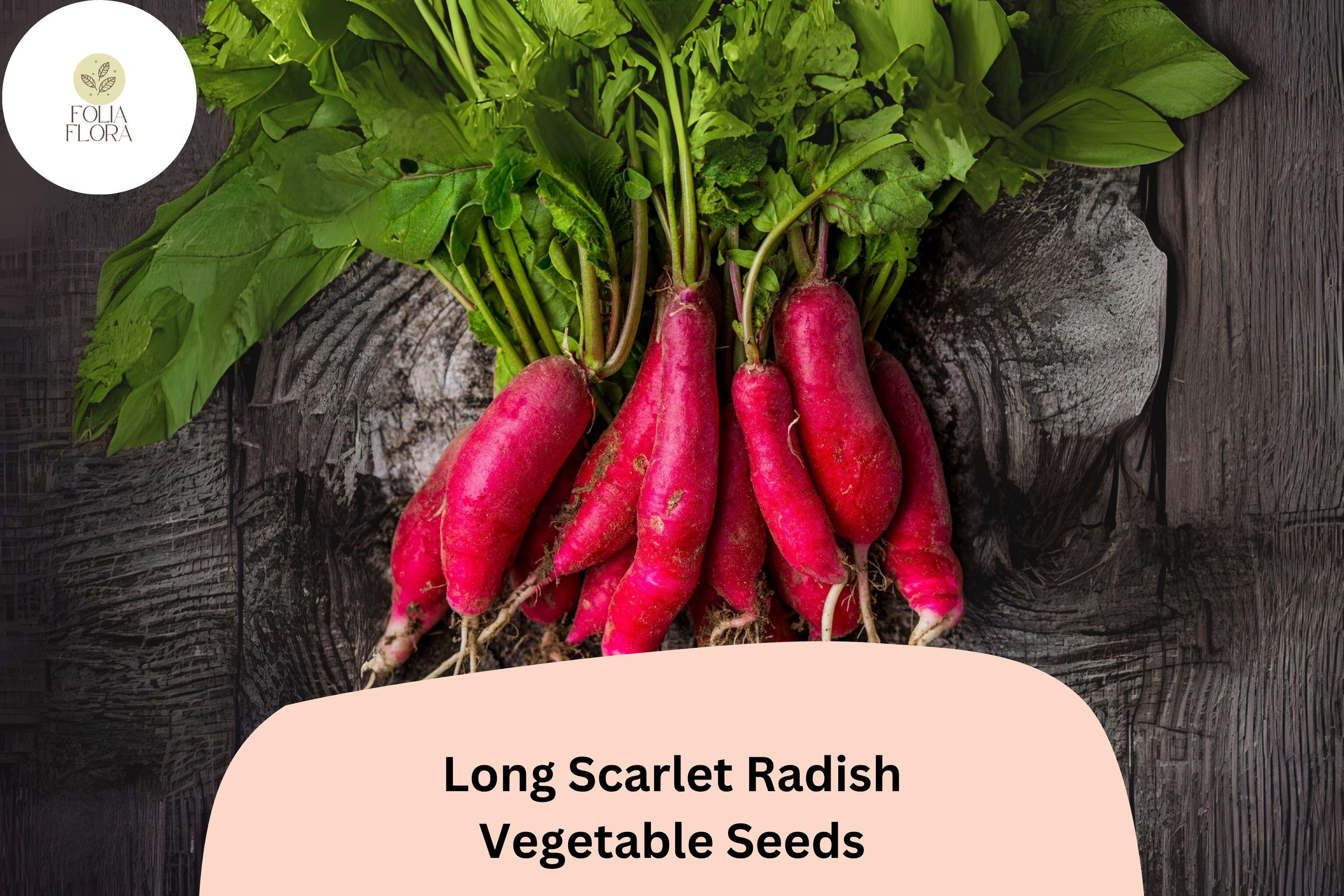 500+ Long Scarlet Radish Seeds | Heirloom Red Root Radish Variety for Garden Planting