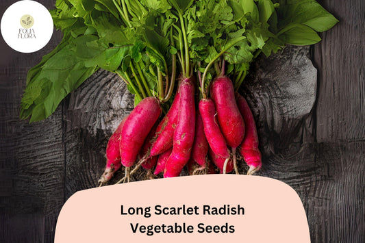 500+ Long Scarlet Radish Seeds | Heirloom Red Root Radish Variety for Garden Planting