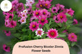 Profusion Cherry Bicolor Zinnia Seeds | Pink-Red & White Blooms
