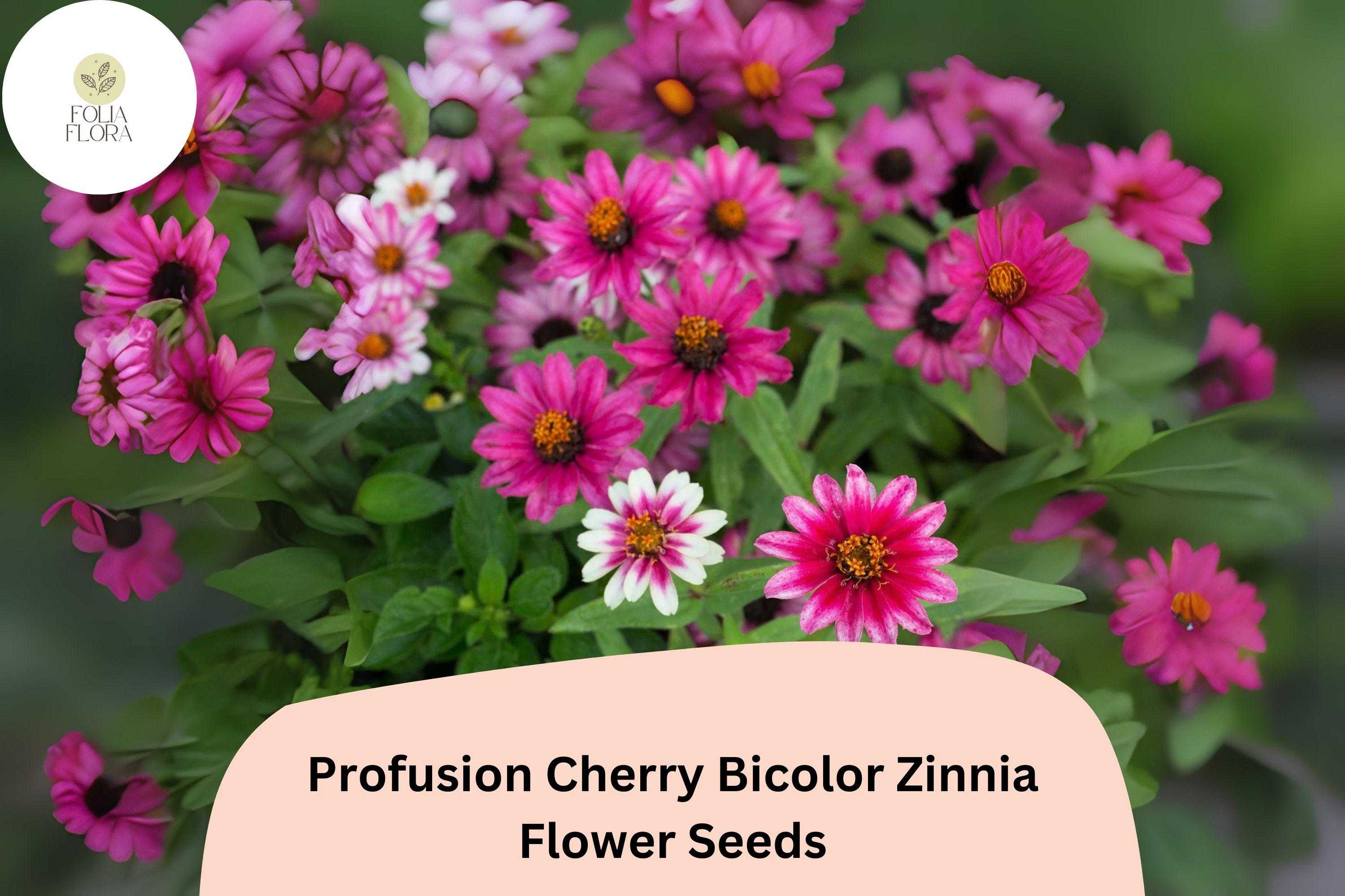 Profusion Cherry Bicolor Zinnia Seeds | Pink-Red & White Blooms