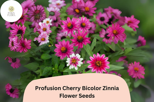 Profusion Cherry Bicolor Zinnia Seeds | Pink-Red & White Blooms