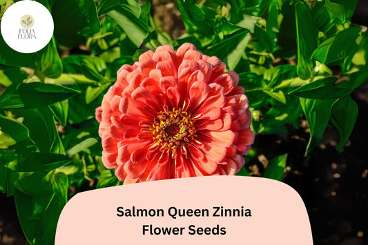 Salmon Queen Zinnia Seeds | Pink-Orange Blooms, Pollinator Friendly