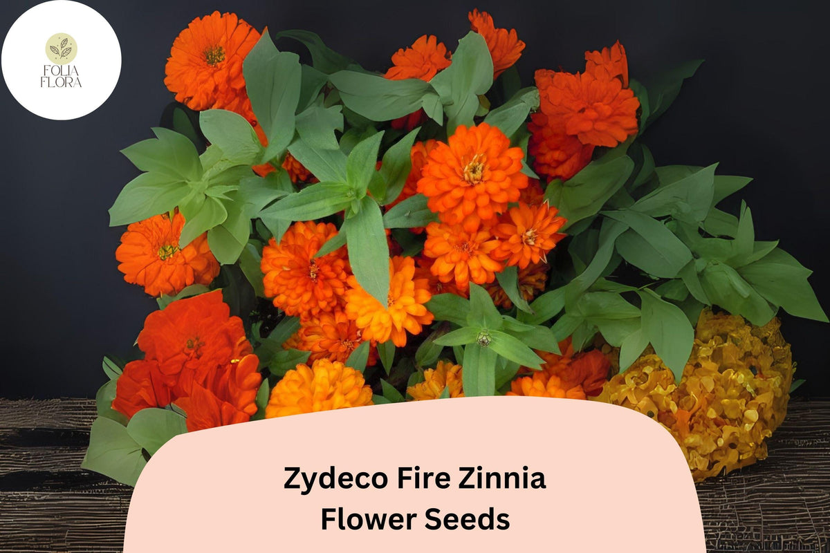 Zydeco Fire Zinnia Seeds | Red-Orange Blooms | Cut Flower Variety | Zinnia elegans | Bright, Long-Lasting Flowers