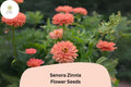 Senora Zinnia Seeds | Soft Pink Annual Flowers, Easy Grow