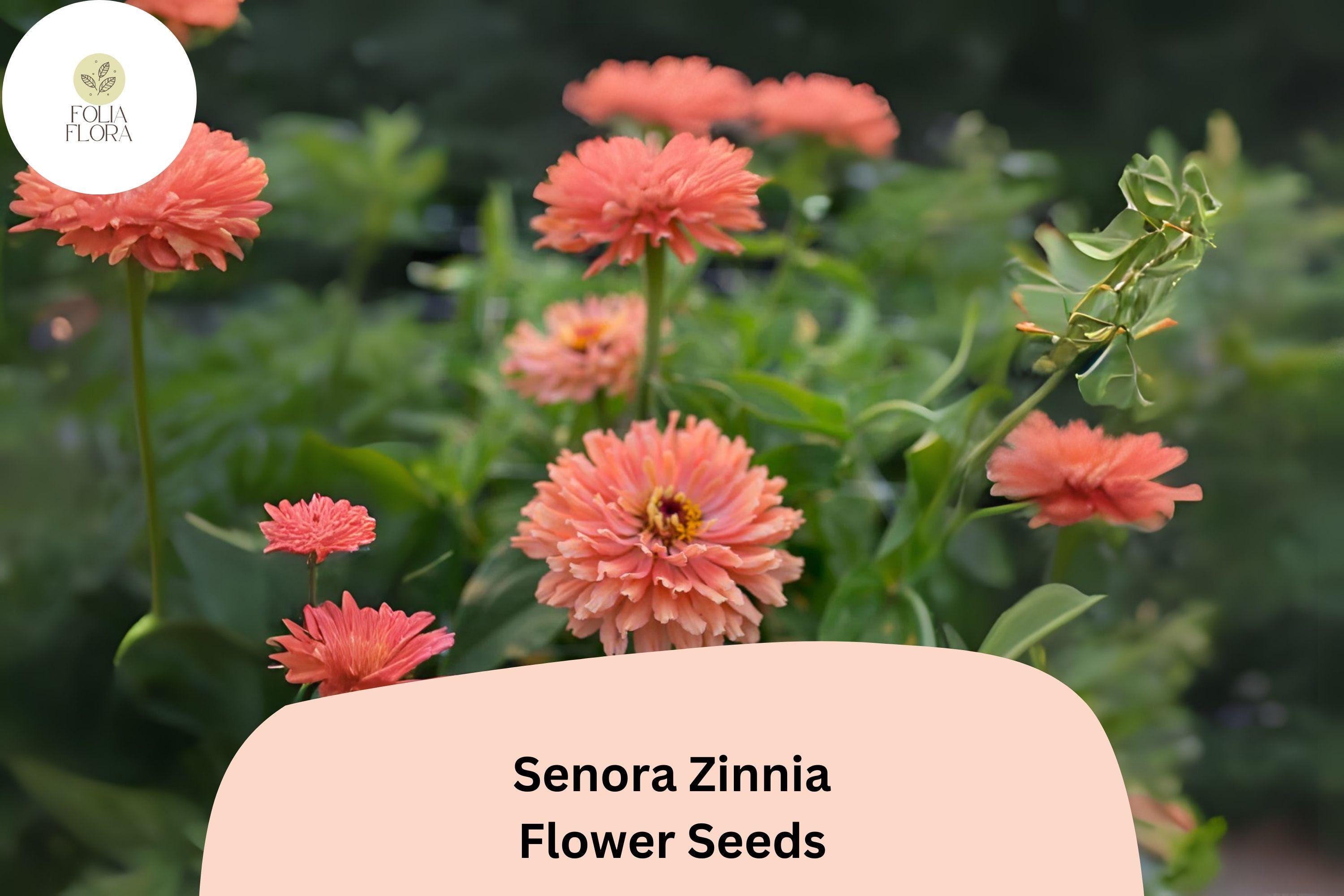 Senora Zinnia Seeds | Soft Pink Annual Flowers, Easy Grow