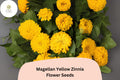 Magellan Yellow Zinnia Seeds: Compact Garden Flowers