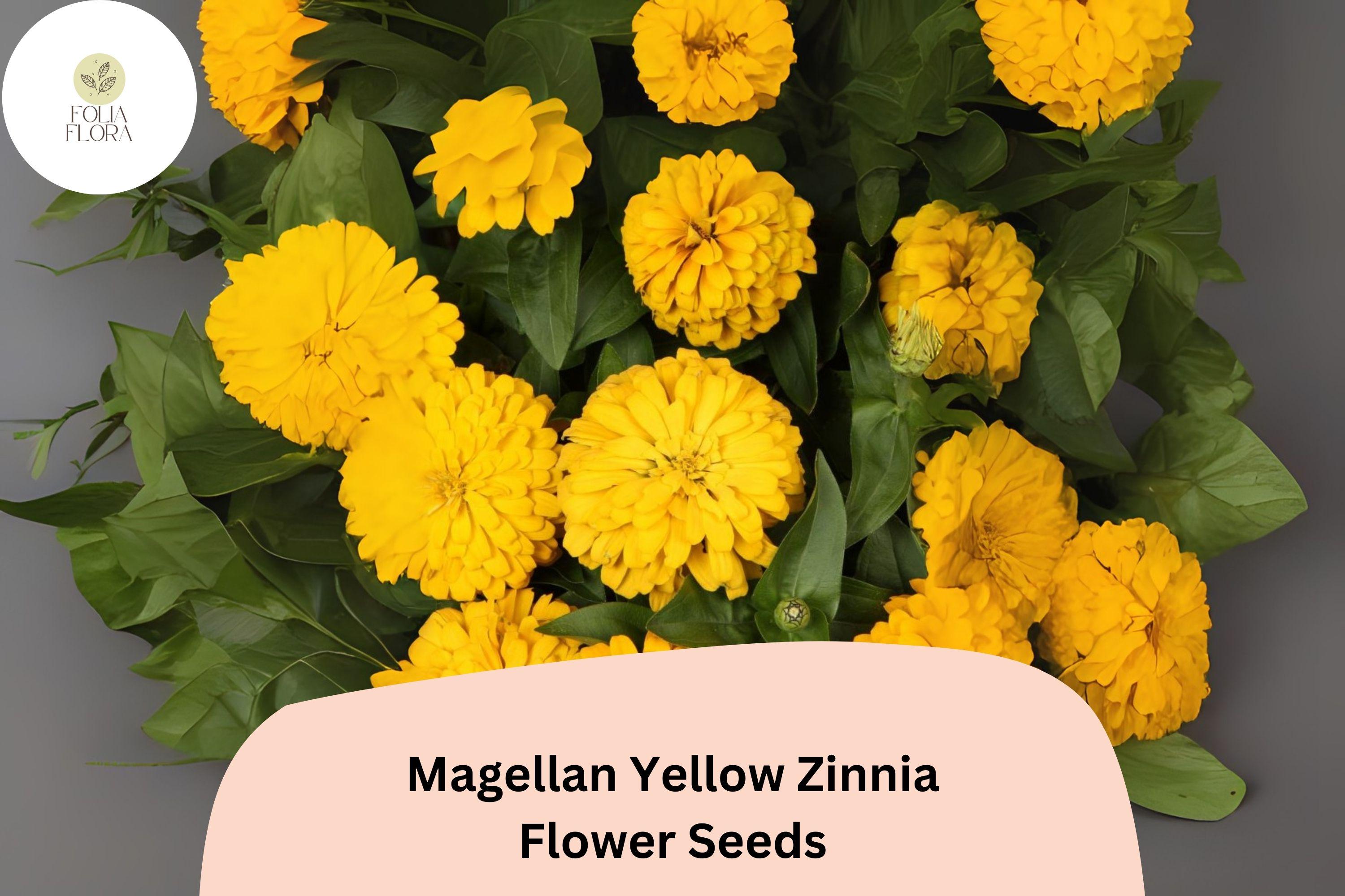 Magellan Yellow Zinnia Seeds: Compact Garden Flowers