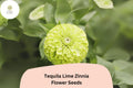 Tequila Lime Zinnia Seeds | Lime Green Annual Flowers