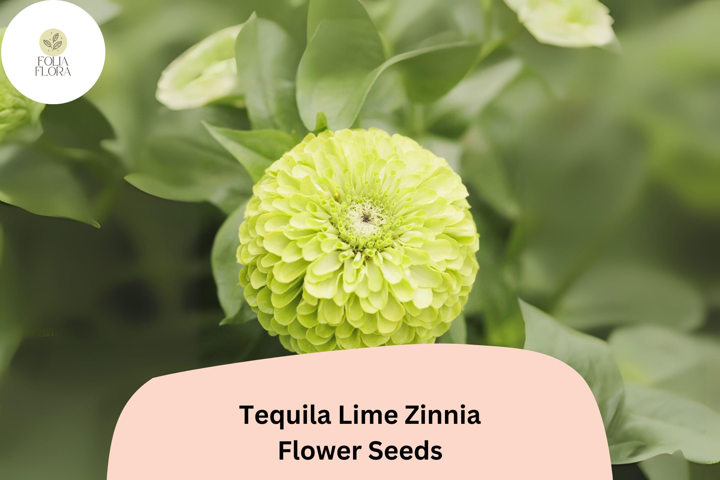 Tequila Lime Zinnia Seeds | Lime Green Annual Flowers