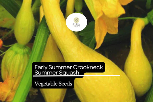 Crookneck Squash Seeds | Yellow Summer Heirloom Variety
