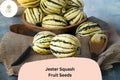 25+ Jester Squash Seeds | Striped Acorn-Delicata Hybrid | Sweet Winter Squash for Garden Planting & Harvest