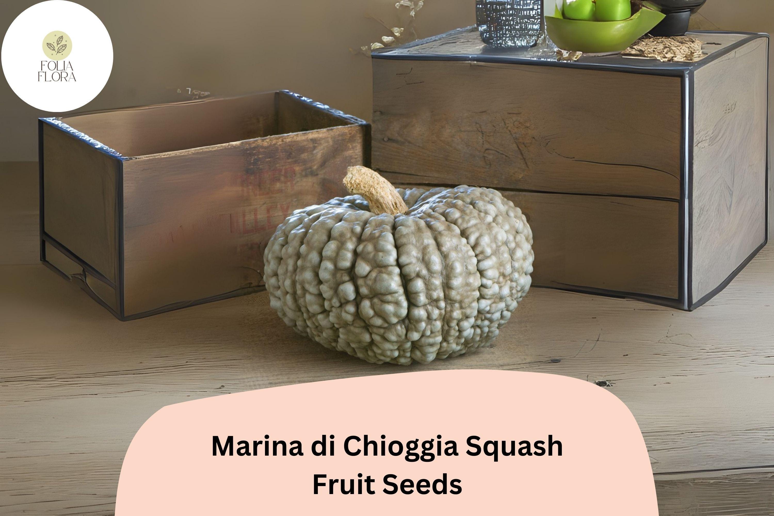Marina di Chioggia Squash Seeds | Heirloom Italian Winter Turban Pumpkin