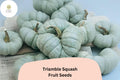 Triamble Squash Seeds | Rare Heirloom Winter Squash, Blue-Green Fruits