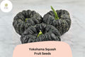 Yokohama Squash Seeds | Rare Japanese Heirloom, Orange Flesh, Winter Squash, Cucurbita moschata
