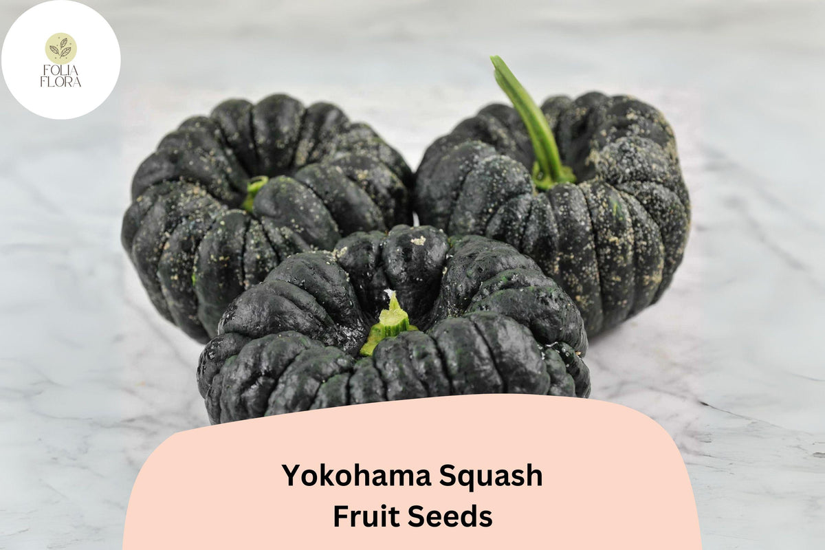 Yokohama Squash Seeds | Rare Japanese Heirloom, Orange Flesh, Winter Squash, Cucurbita moschata
