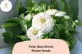 Polar Bear Zinnia Seeds â€“ 100+ Pure White Annual Garden Flowers for Planting