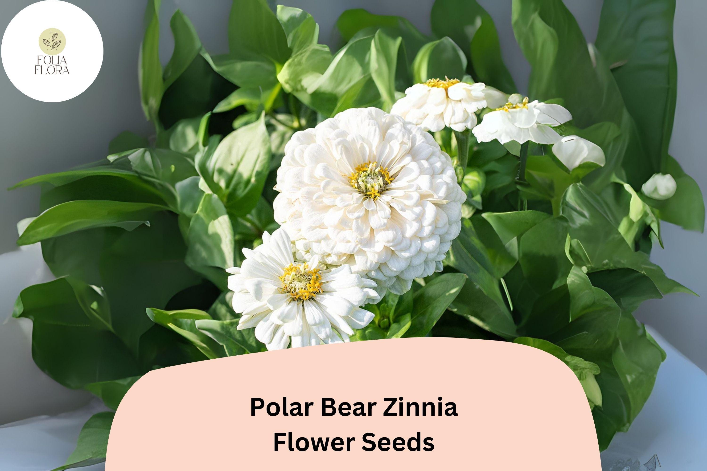 Polar Bear Zinnia Seeds â€“ 100+ Pure White Annual Garden Flowers for Planting