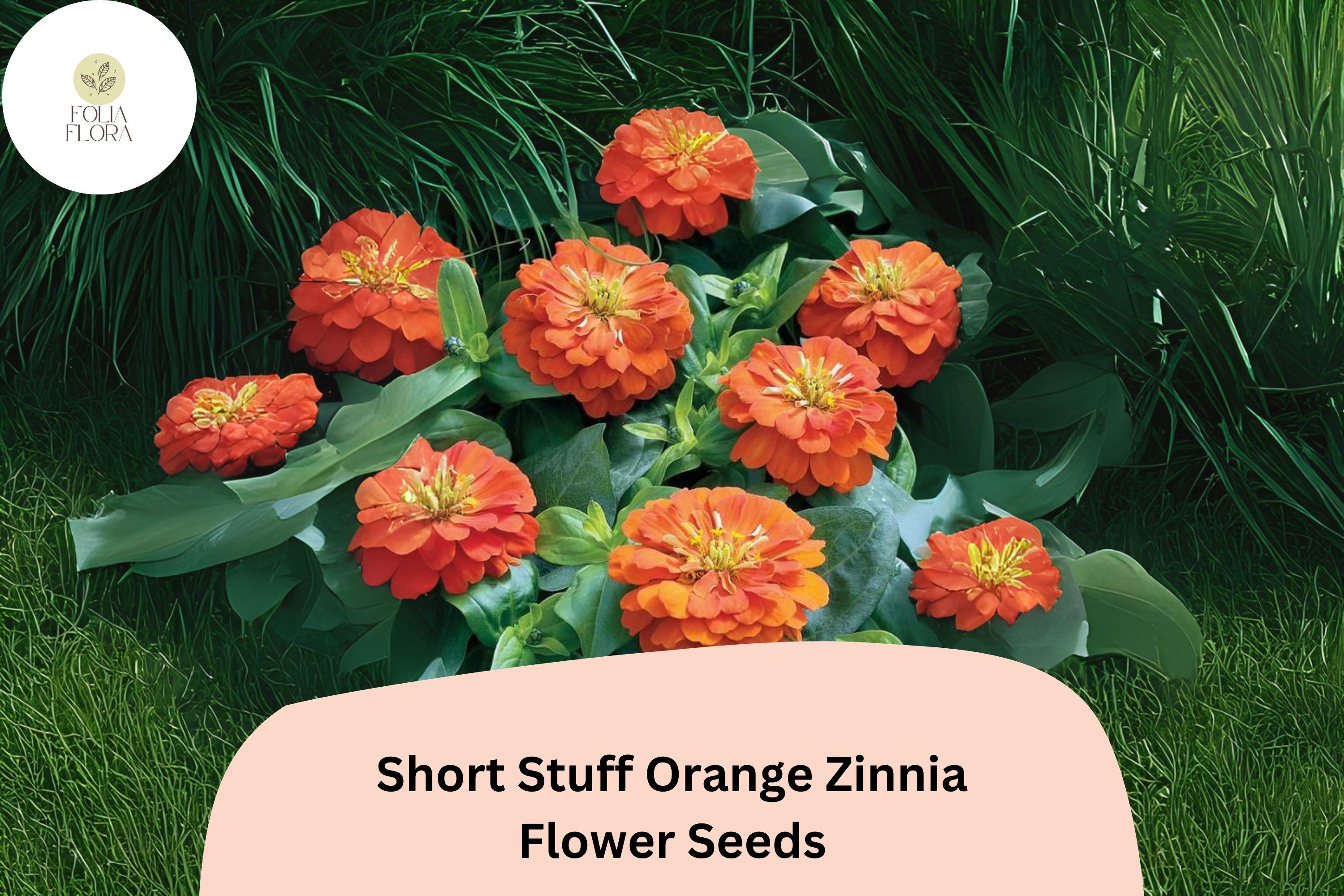 Short Stuff Orange Zinnia Seeds â€“ 100+ Dwarf Bright Orange Annual Garden Flowers