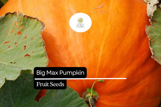 Big Max Pumpkin Seeds | Giant Variety for Fall Harvest