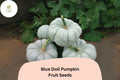 Blue Doll Pumpkin Seeds | Heirloom Cucurbita Maxima