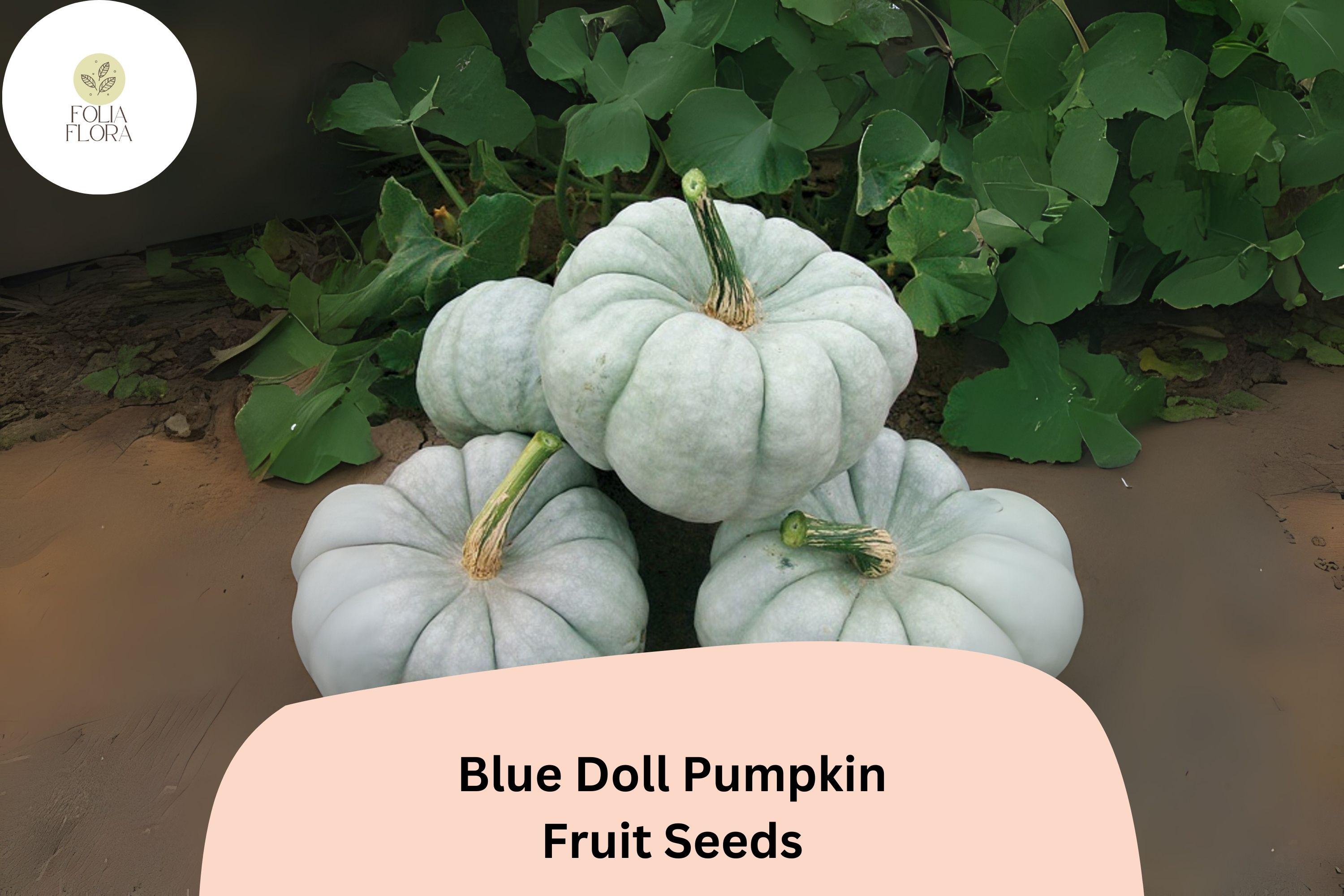 Blue Doll Pumpkin Seeds | Heirloom Cucurbita Maxima