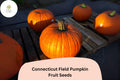 Connecticut Field Pumpkin Seeds | Heirloom Jack-O'-Lantern & Pie Variety