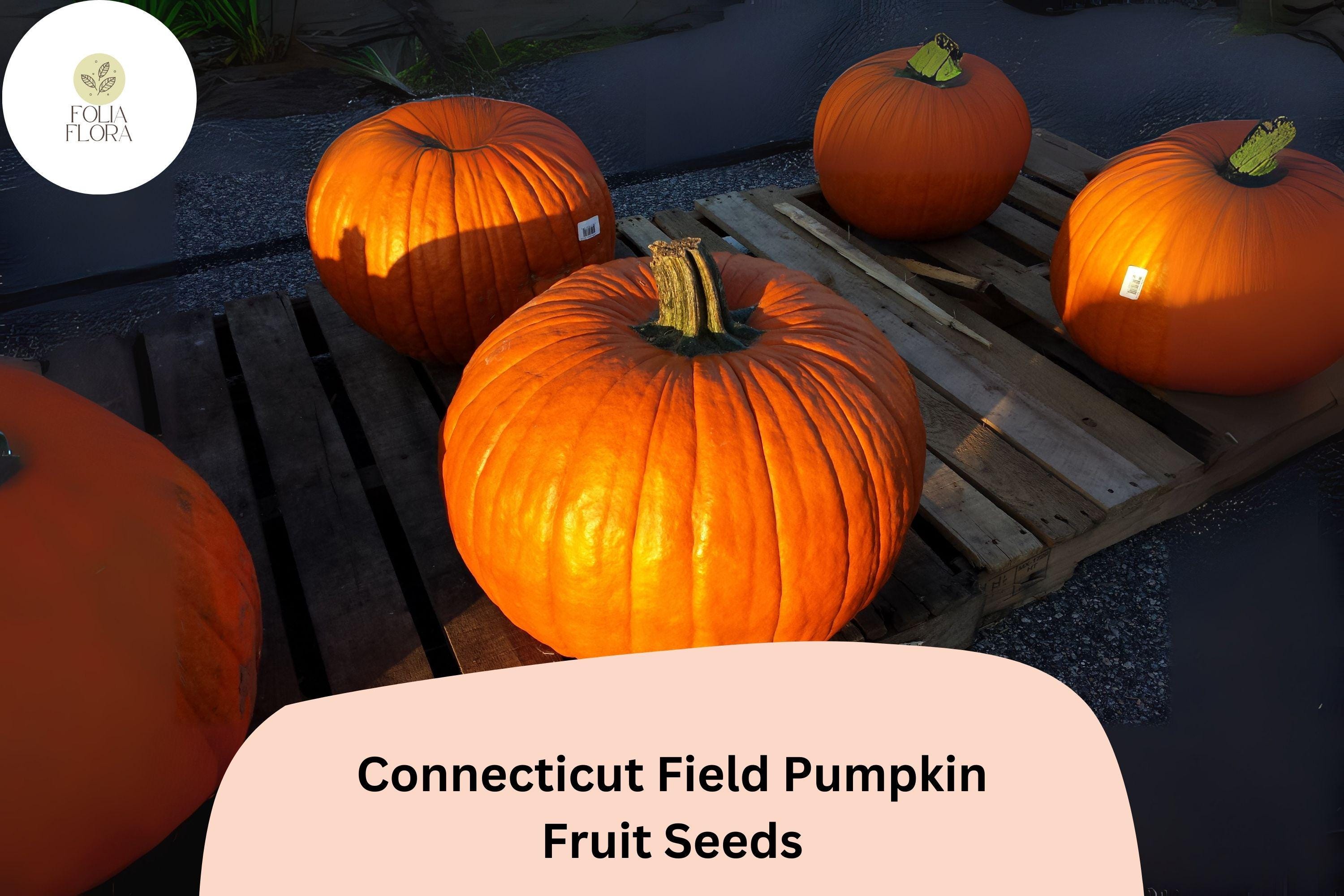 Connecticut Field Pumpkin Seeds | Heirloom Jack-O'-Lantern & Pie Variety