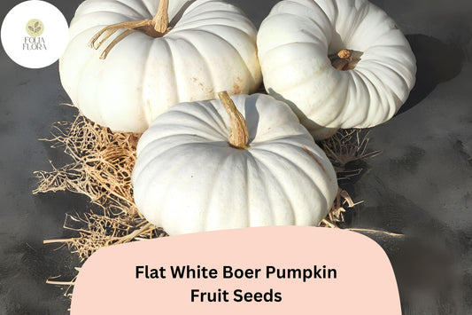 Flat White Boer Pumpkin Seeds | Heirloom South African Variety