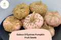 Galeux dâ€™Eysines Pumpkin Seeds | French Heirloom Sweet Warty Pumpkins