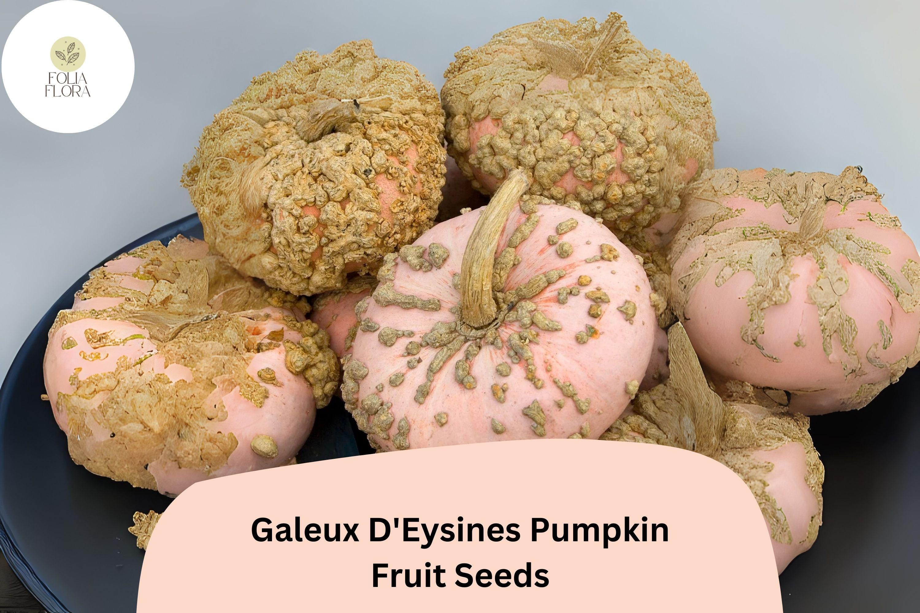 Galeux dâ€™Eysines Pumpkin Seeds | French Heirloom Sweet Warty Pumpkins