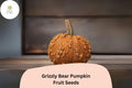 Grizzly Bear Pumpkin Seeds | Rare Brown-Orange Heirloom