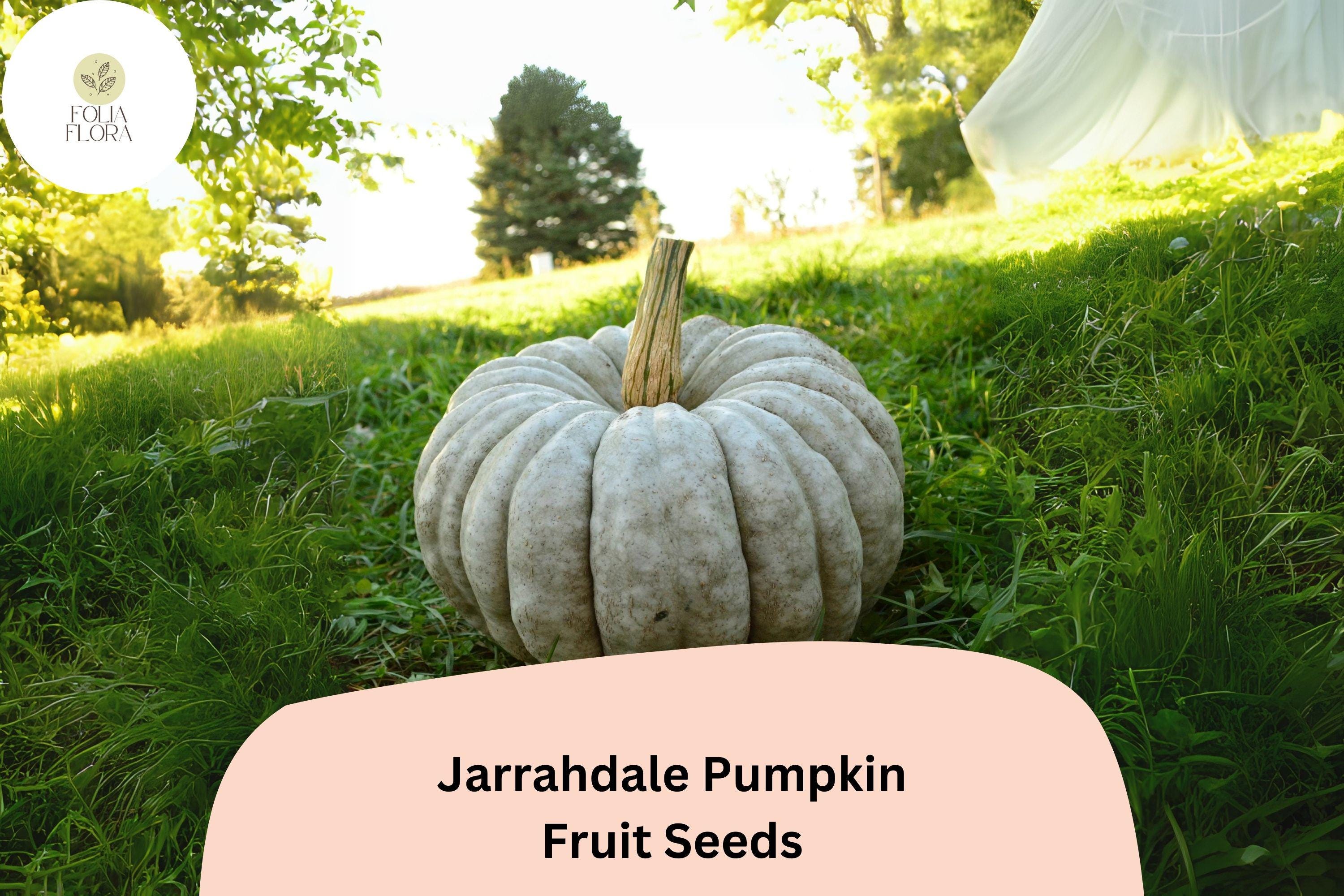 Jarrahdale Pumpkin Seeds | Heirloom Blue-Green Variety