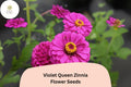 Violet Queen Zinnia Seeds: Tall Purple Blooms, Cut Flowers