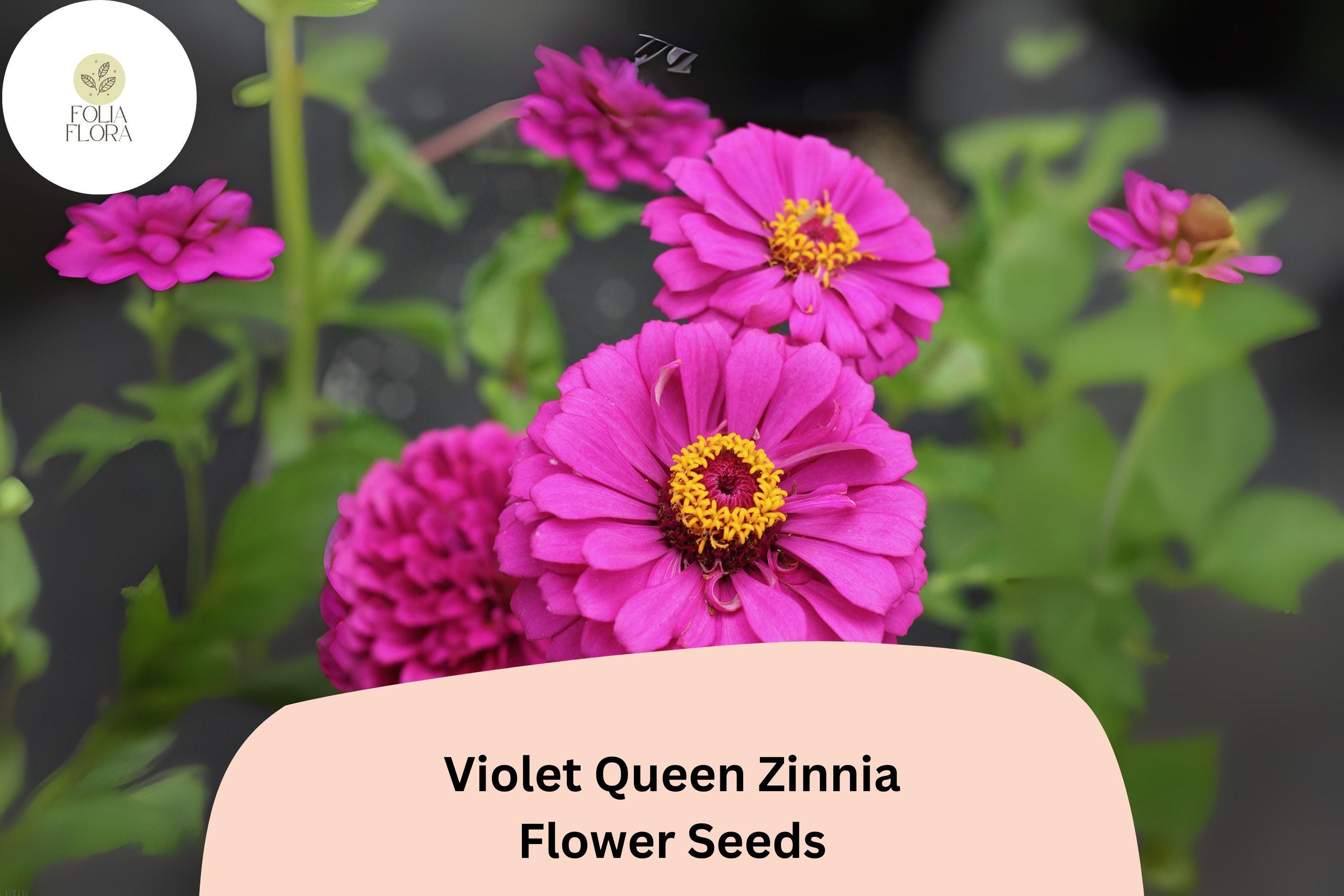Violet Queen Zinnia Seeds: Tall Purple Blooms, Cut Flowers