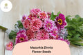 Mazurkia Zinnia Seeds: Pink & White Bicolor Blooms, Pollinator Garden