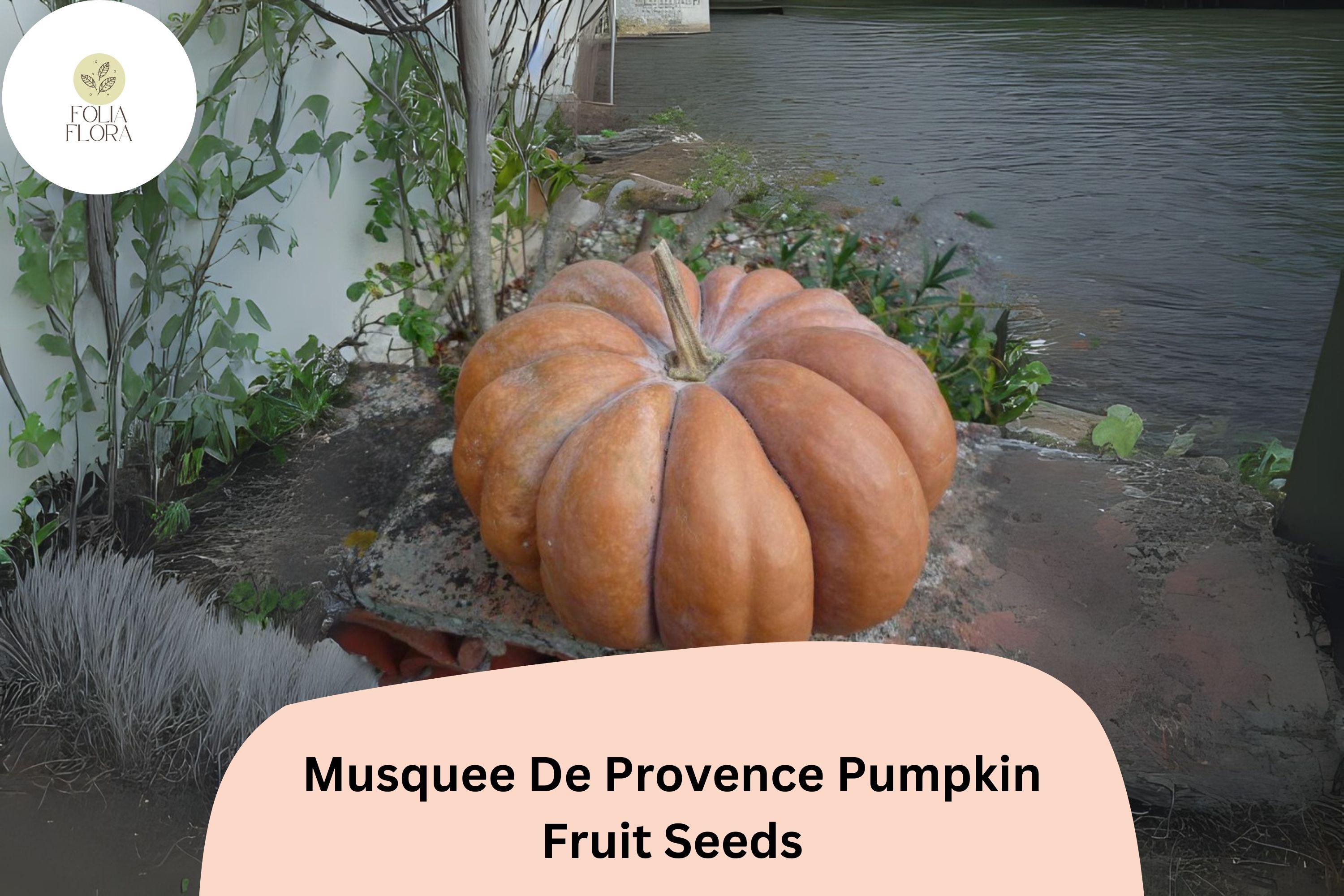 MusquÃ©e de Provence Pumpkin Seeds | French Heirloom Winter Squash