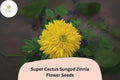 Super Cactus Sungod Zinnia Seeds: Large Yellow Blooms, Heirloom Non-GMO