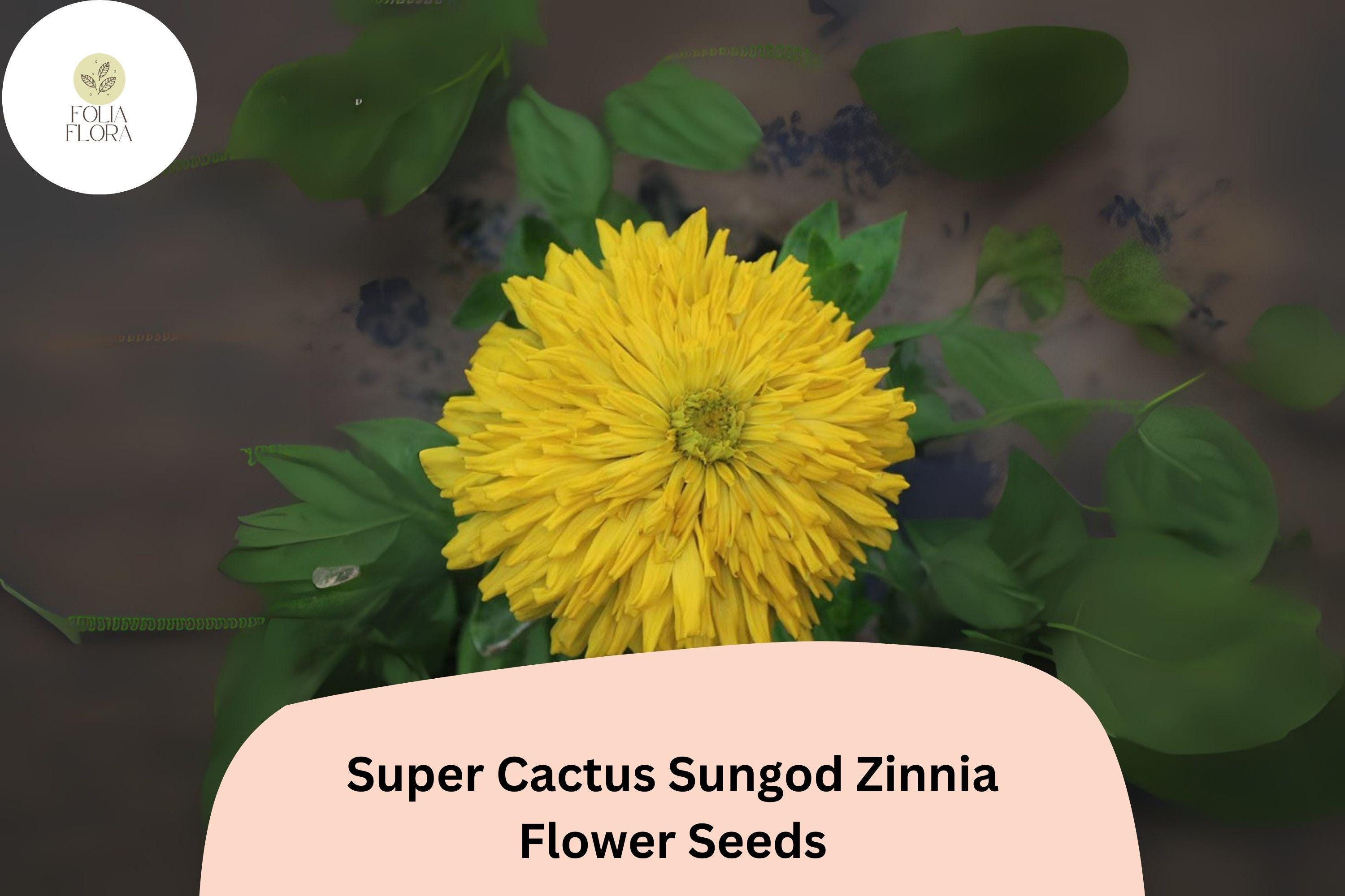 Super Cactus Sungod Zinnia Seeds: Large Yellow Blooms, Heirloom Non-GMO