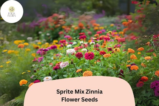 Sprite Mix Zinnia Seeds: Dwarf Variety, Colorful Garden Flowers
