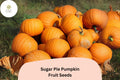 Sugar Pie Pumpkin Seeds | Heirloom Variety, Sweet Baking
