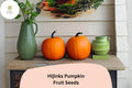 Hijinks Pumpkin Seeds | Award-Winning Mini Pumpkins for Fall Decor