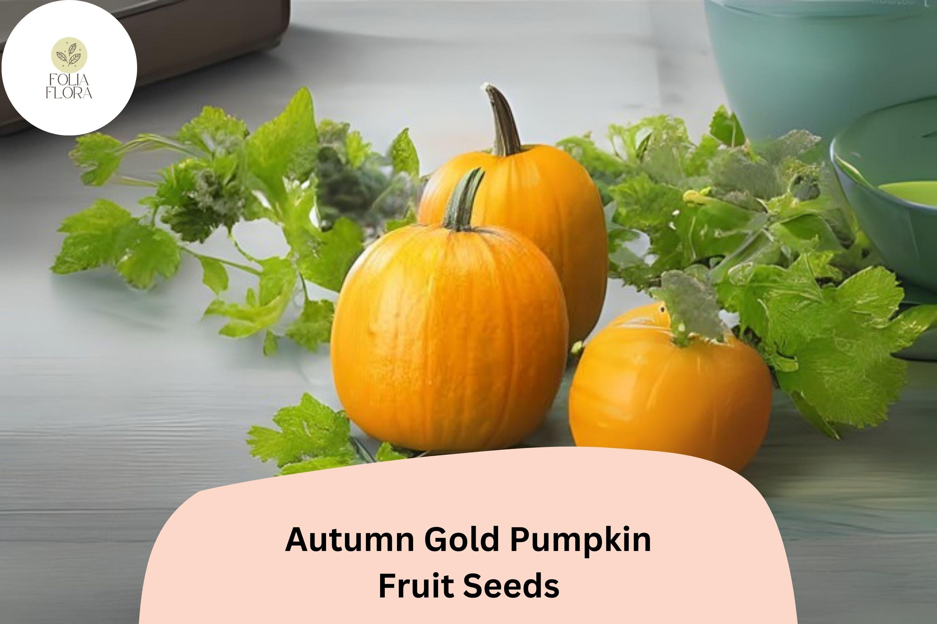 Autumn Gold Pumpkin Seeds | 7-10 lb Early Orange Fruits