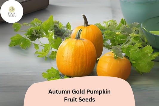 Autumn Gold Pumpkin Seeds | 7-10 lb Early Orange Fruits