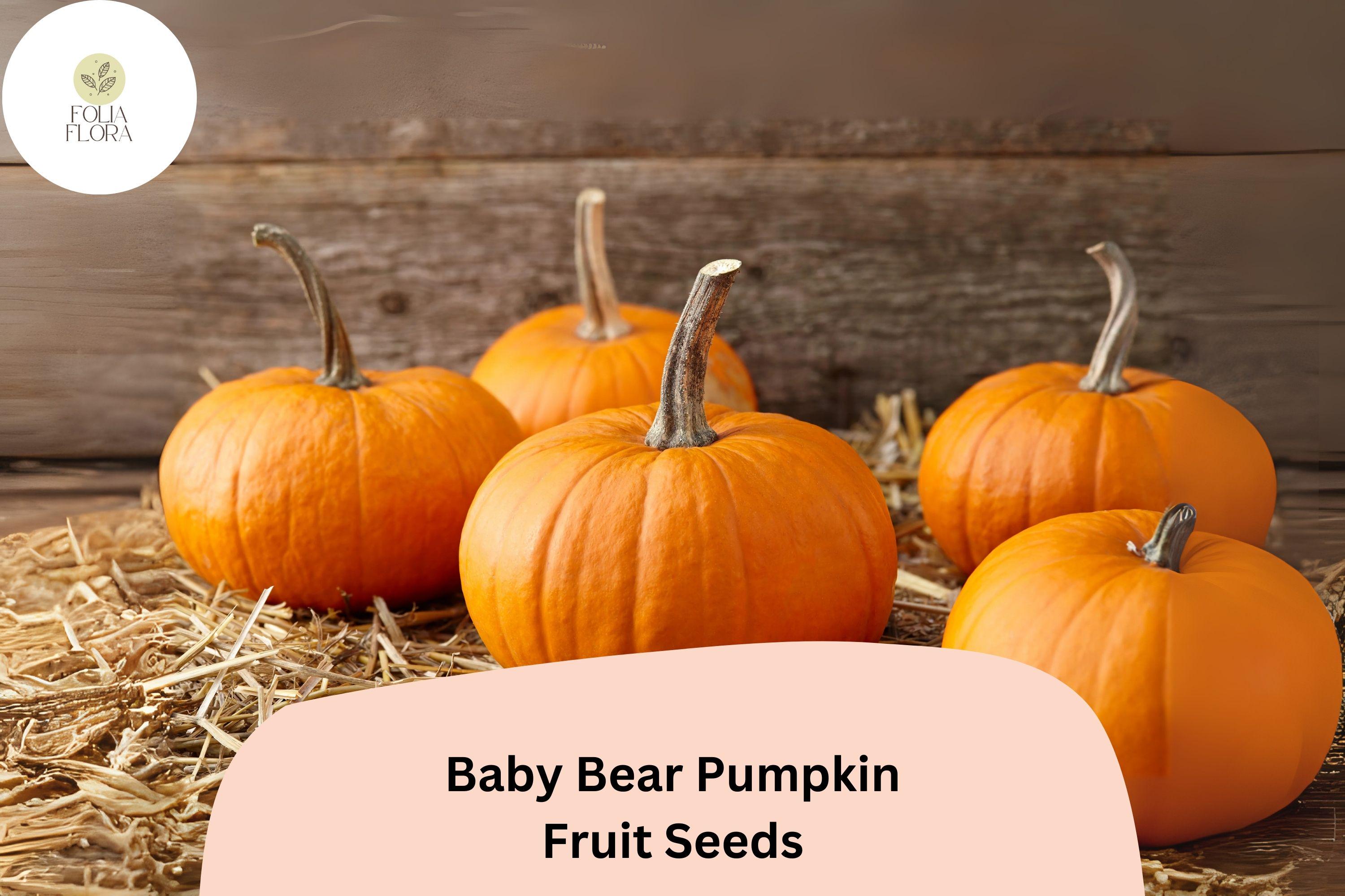 Baby Bear Pumpkin Seeds | Miniature 1-2 lb Pumpkins, Compact Vines
