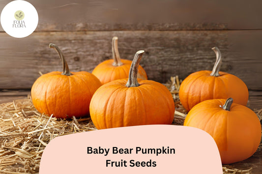Baby Bear Pumpkin Seeds | Miniature 1-2 lb Pumpkins, Compact Vines