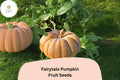 Fairytale Pumpkin Seeds | Musquee de Provence Heirloom