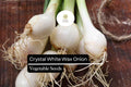 500+ Crystal White Wax Onion Seeds | Heirloom Pearl Onion